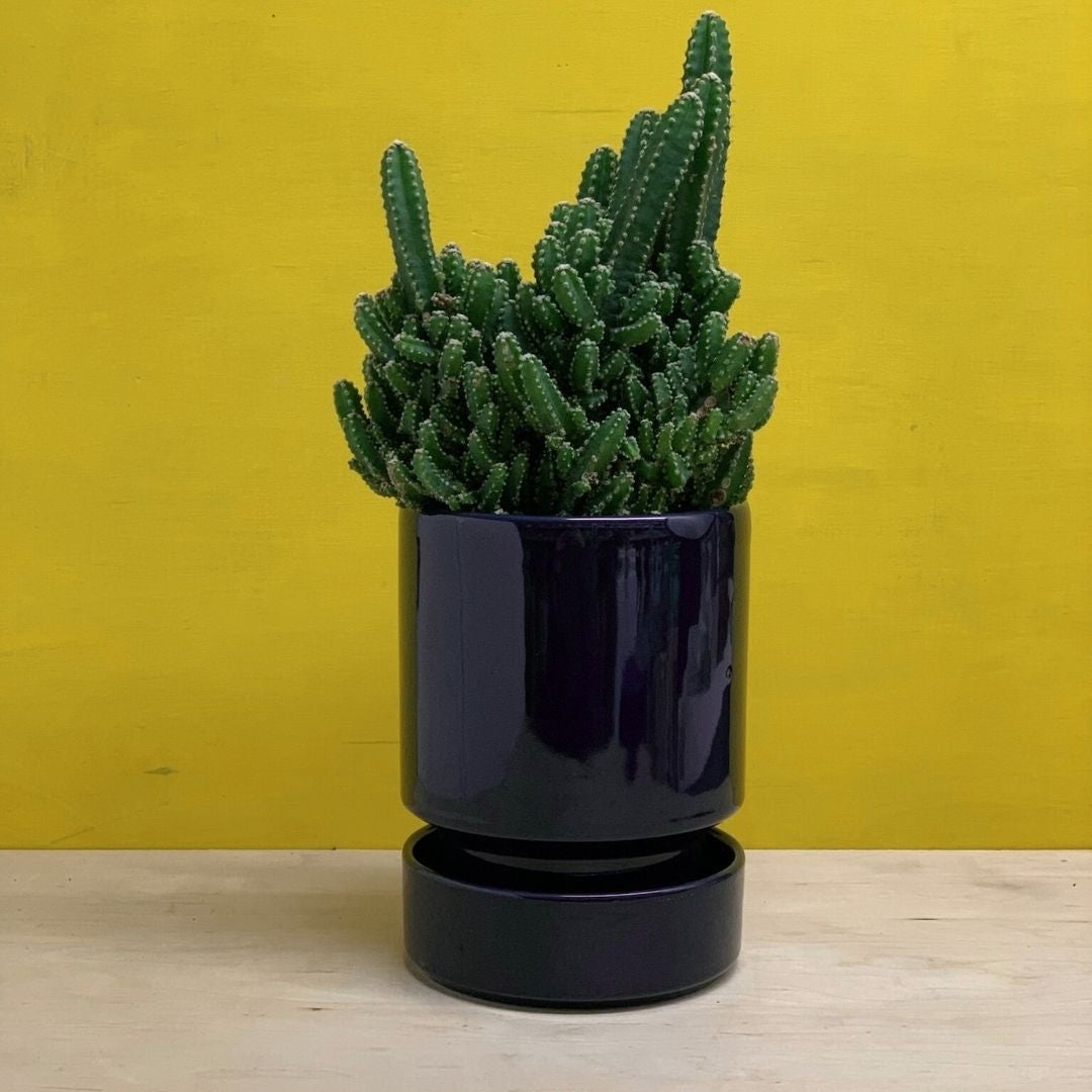 Bergs Potter at Greenpoint Plant Shop | Tend Greenpoint