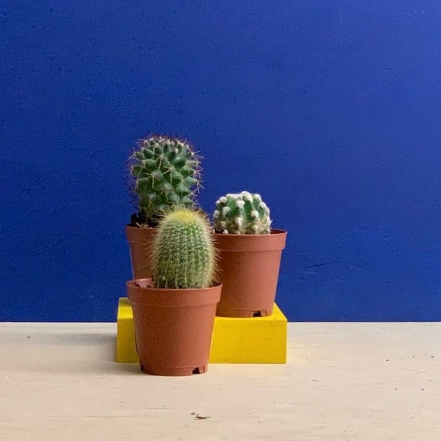 Cacti & Succulents | For Small-Space Apartments in NYC | Tend