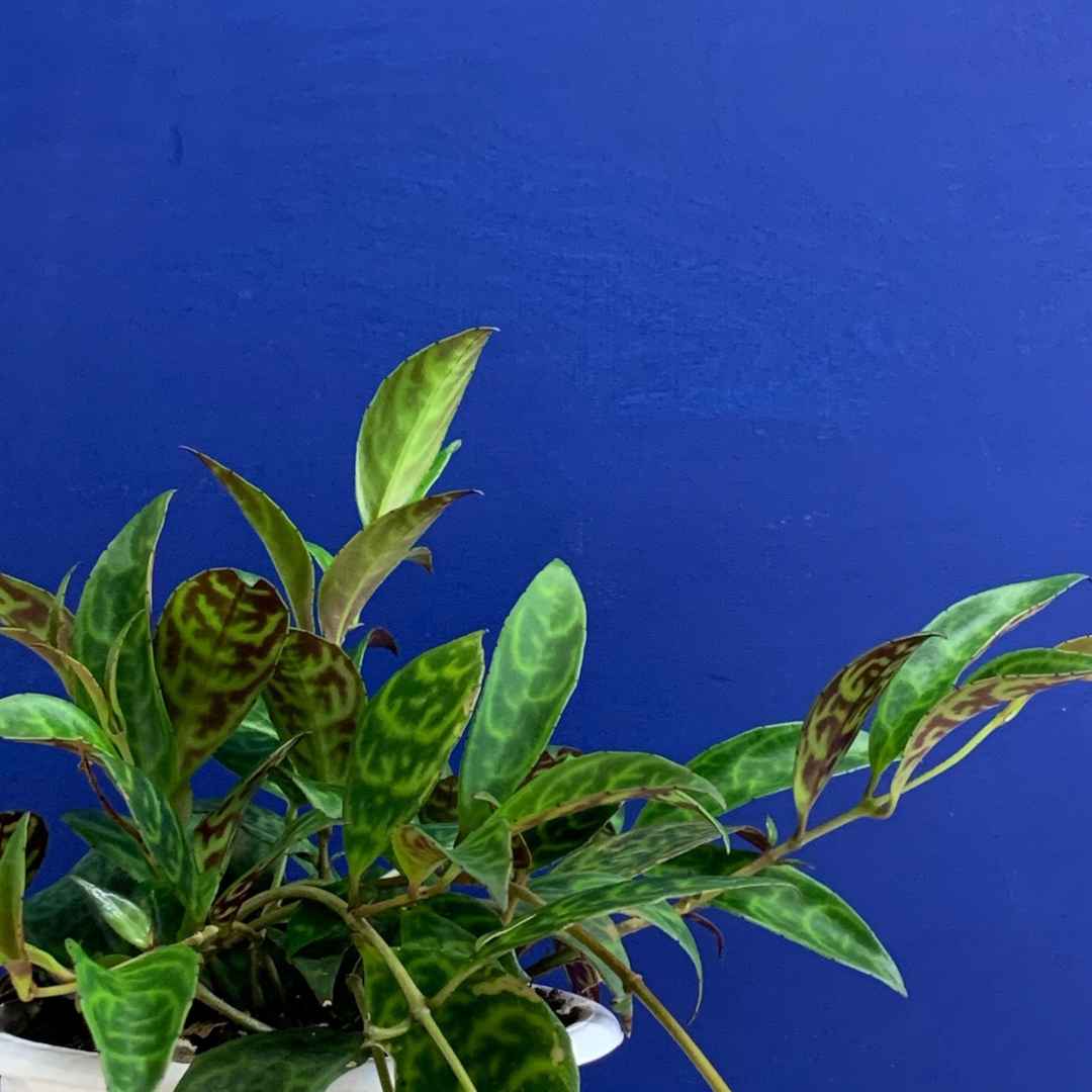 fiddle leaf fig indoor plant care Shop for Fiddle Leaf Fig on PlantingTree.com