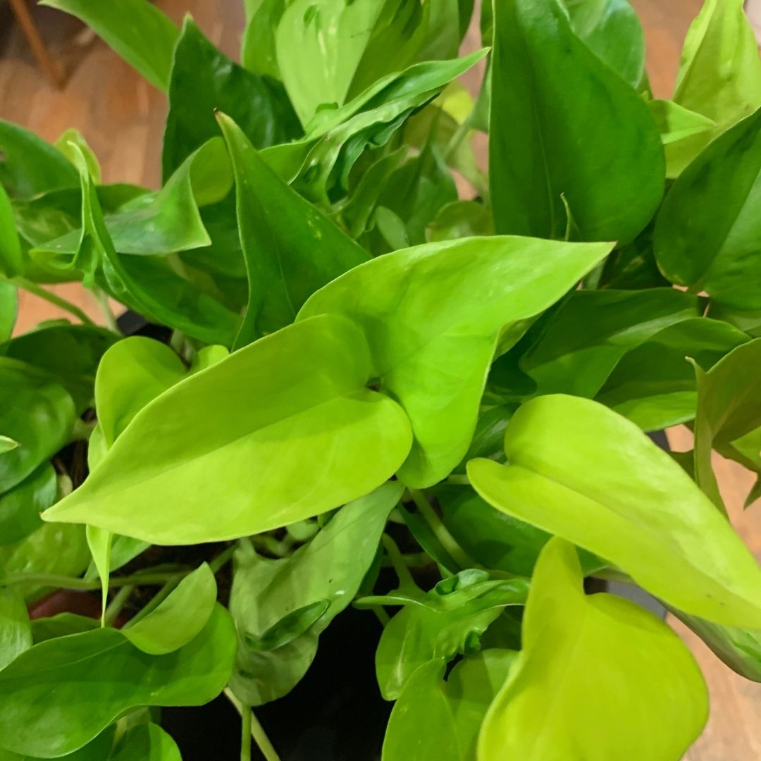 Epipremnum 'Champs- Elysees' 6"