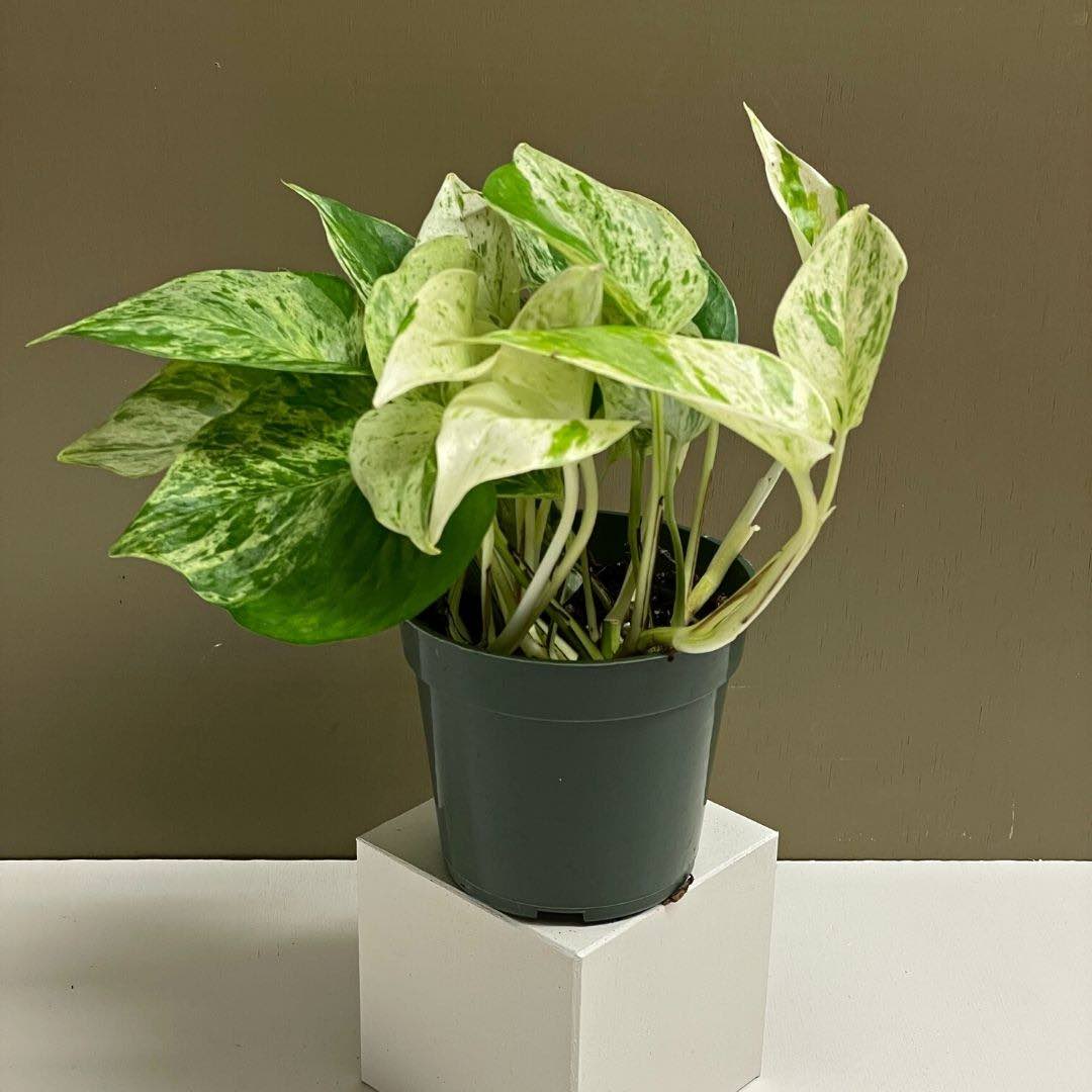 Snow Queen Pothos | Shop Variegated Epipremnum aureum | Tend Greenpoint