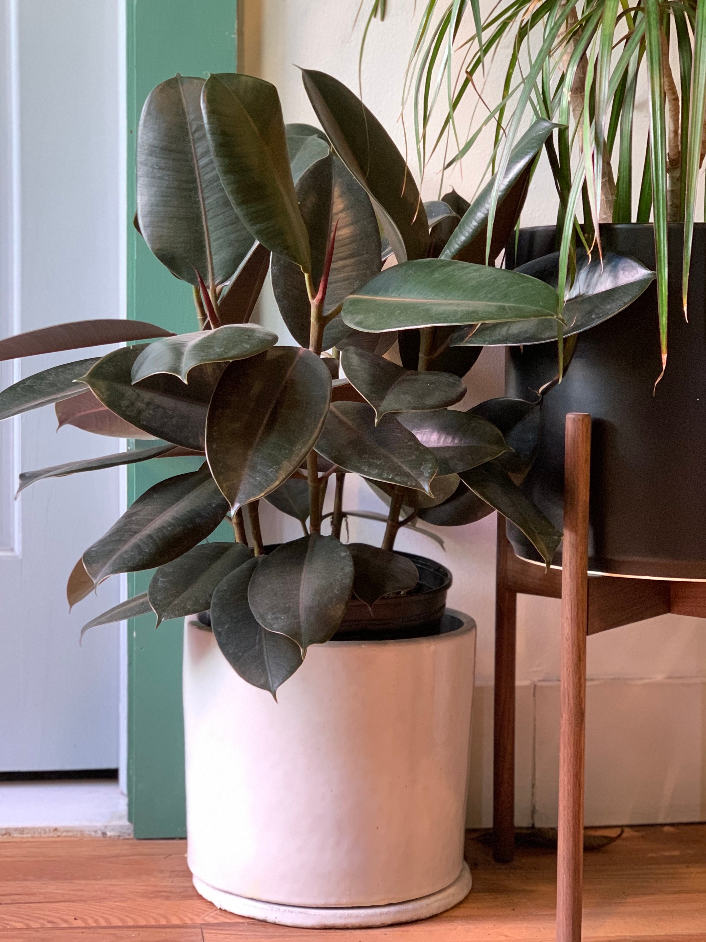 Ficus elastica 10in Burgundy Rubber Tree