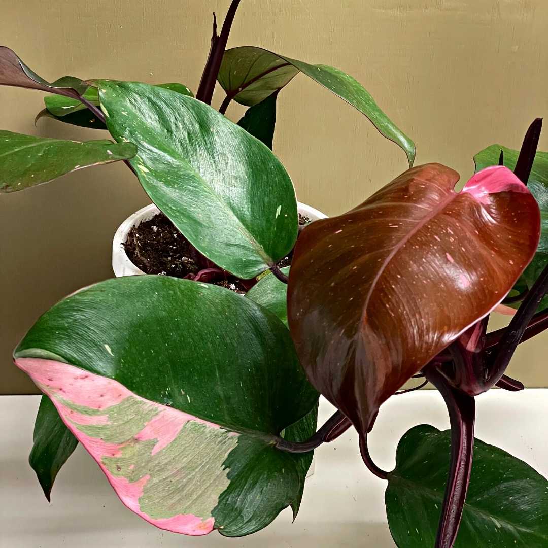 Philodendron Pink Princess | Tend Greenpoint