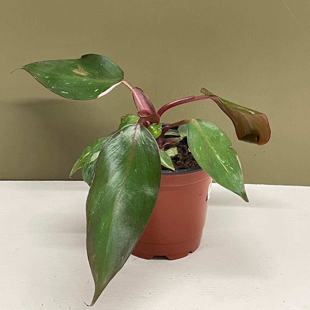 Philodendron Pink Princess | Tend Greenpoint