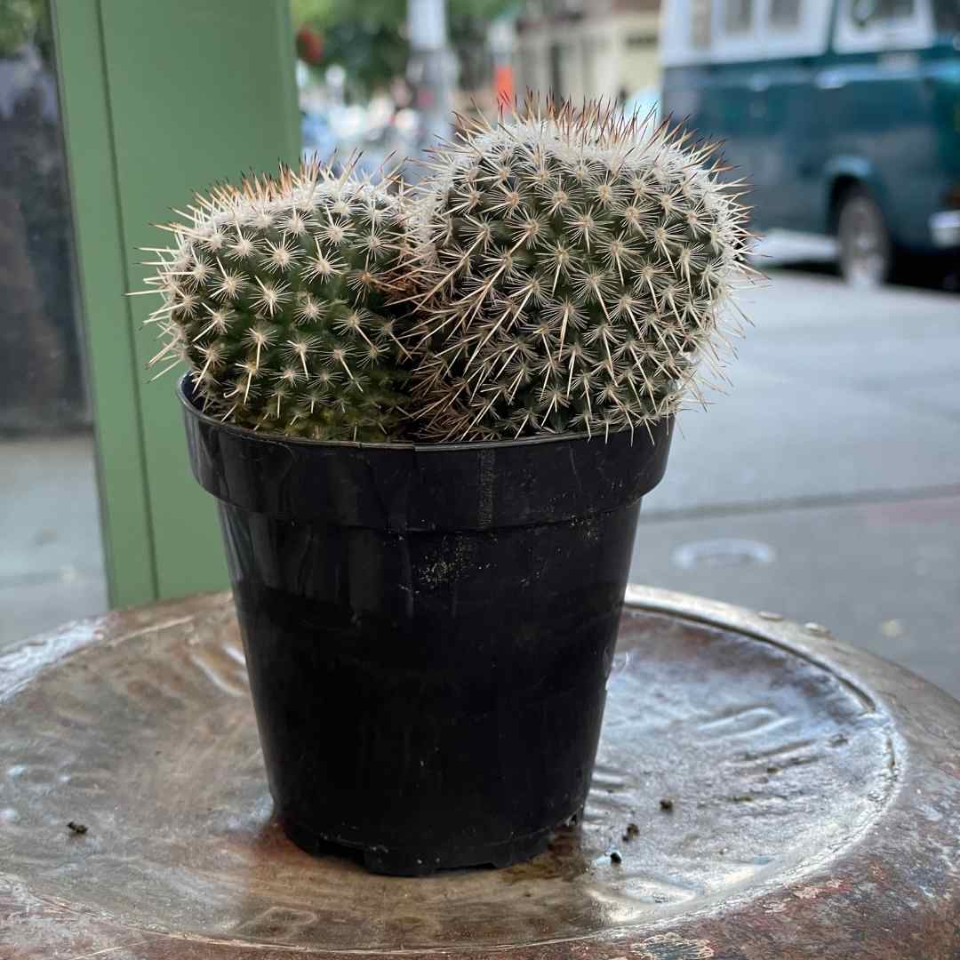 Mammillaria albilanata - Pincushion Cactus