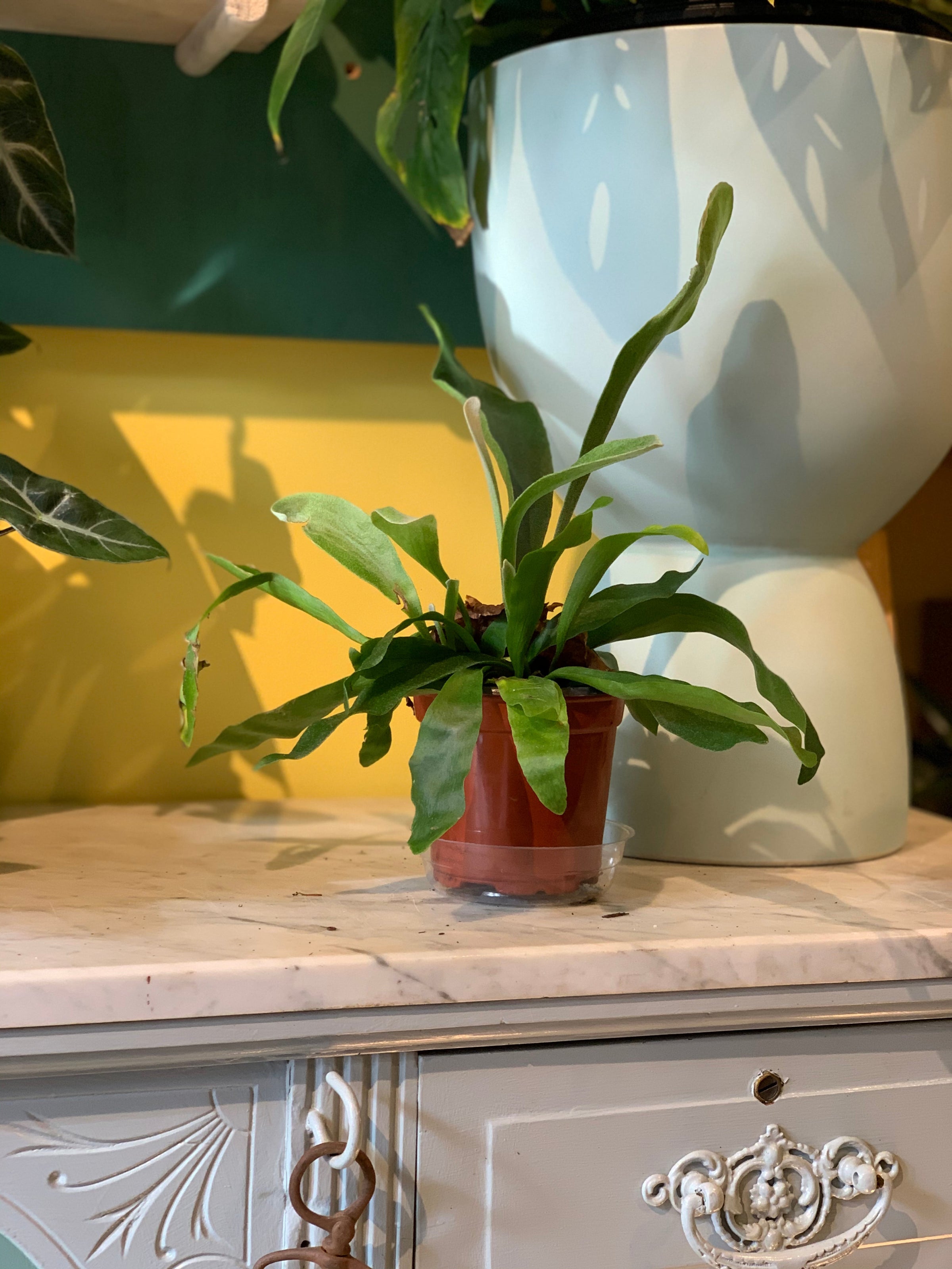 Staghorn Fern | Mounted Houseplant for Walls & Hanging | Tend Greenpoint