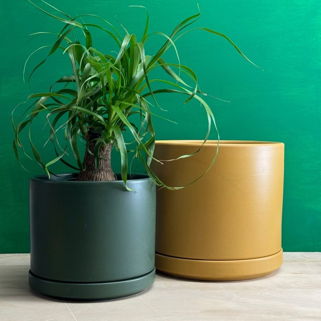 Revival Ceramics Planters at Greenpoint Plant Shop | Tend Greenpoint