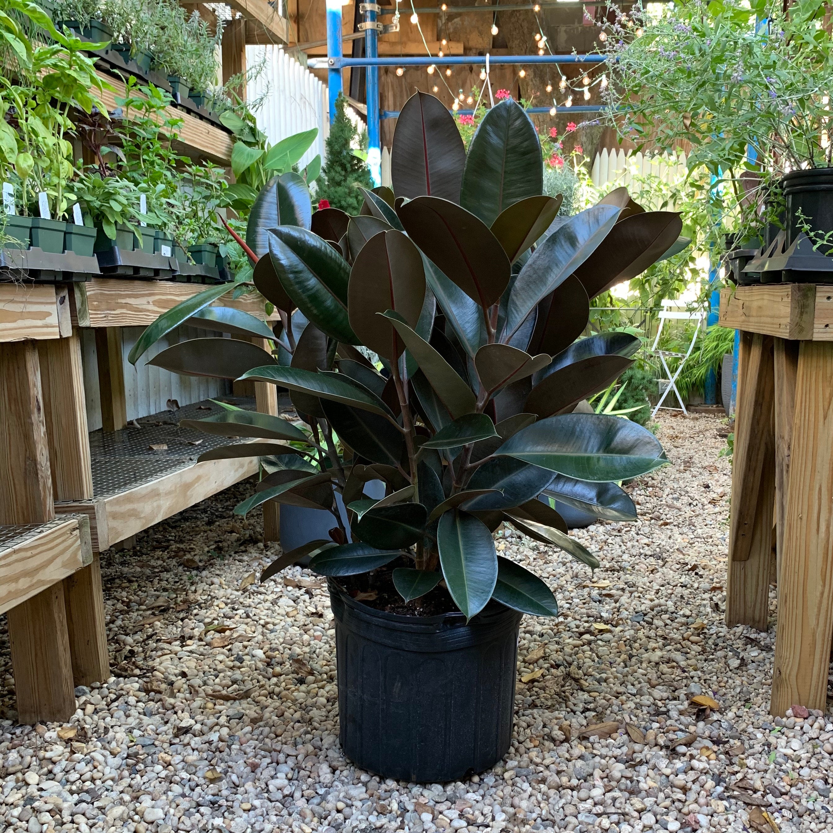 large outdoor ceramic plant pots Potrero Planter - Tropic Red