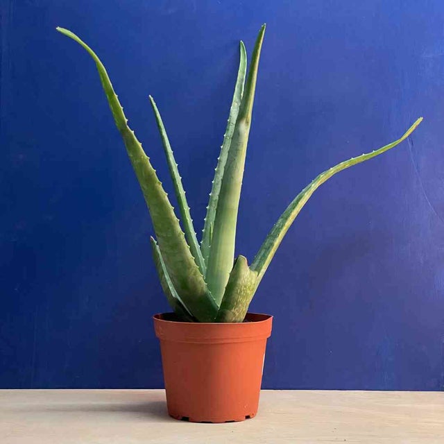 Cacti & Succulents | For Small-Space Apartments in NYC | Tend