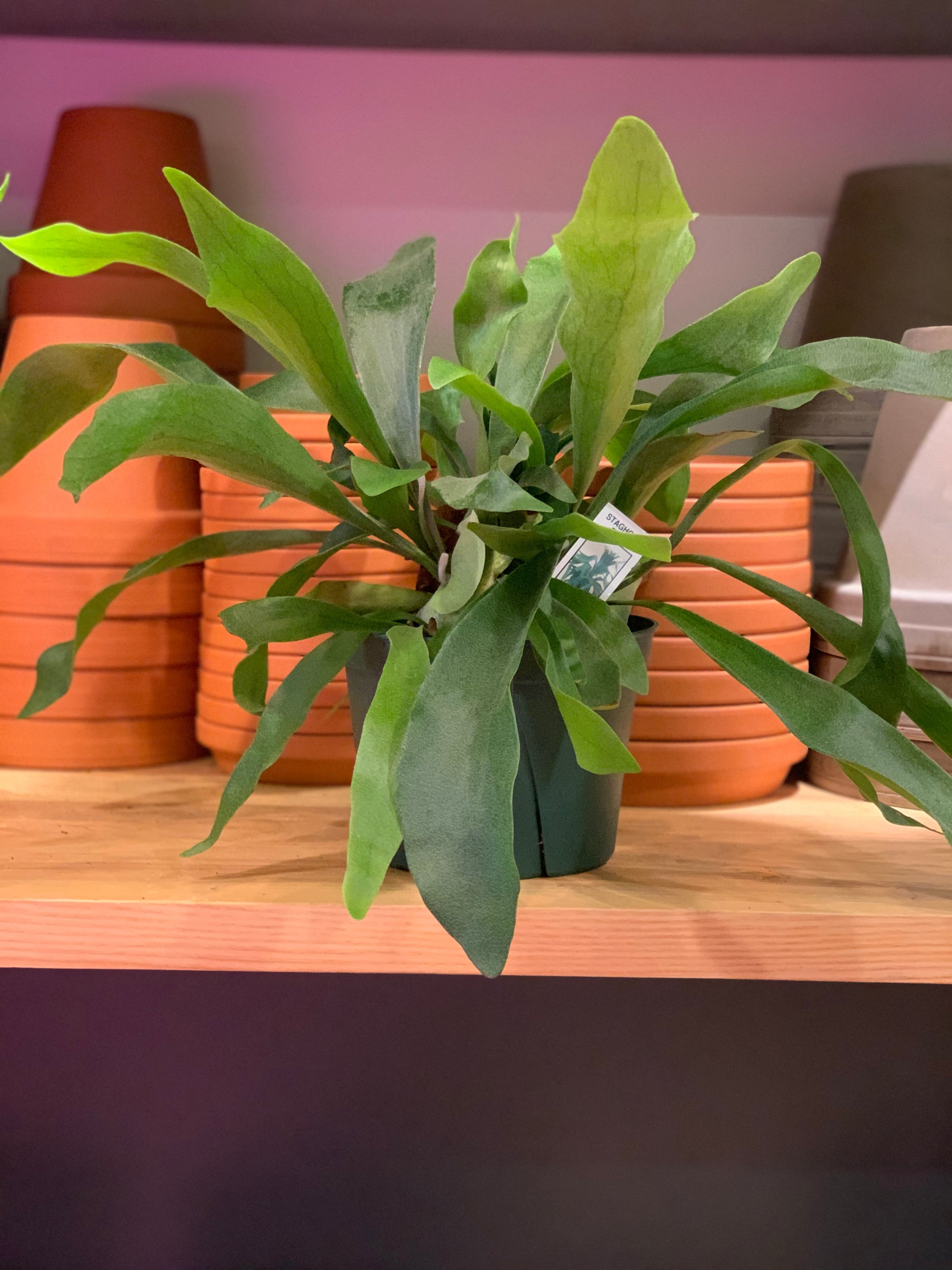 Staghorn Fern | Mounted Houseplant for Walls & Hanging | Tend Greenpoint