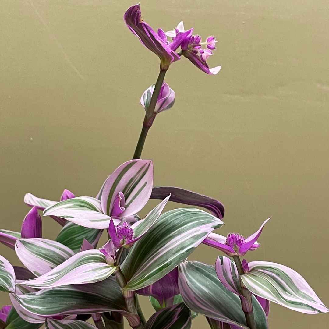 Tradescantia fluminensis Tricolor | Tend Greenpoint
