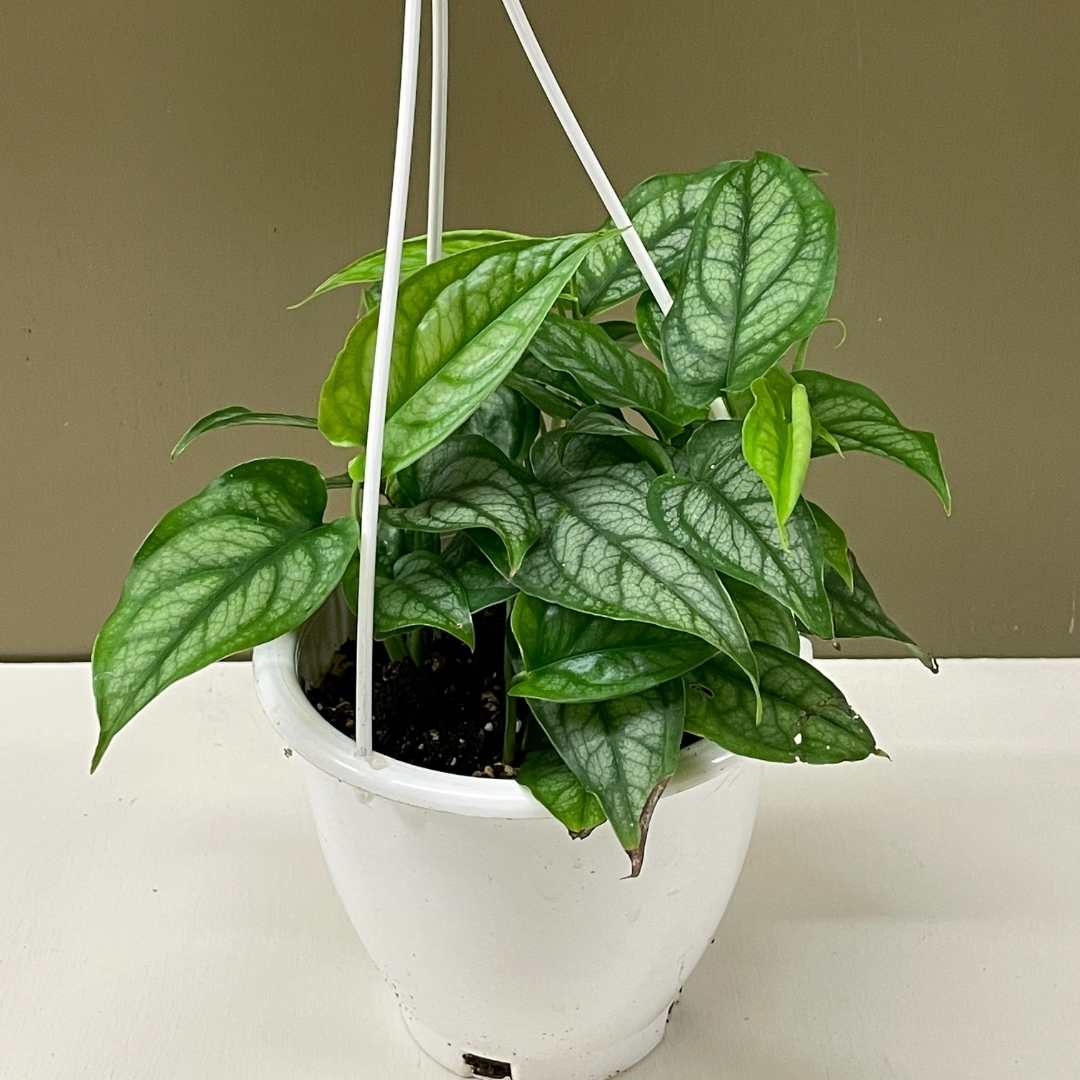 Monstera siltepecana | Tend Greenpoint