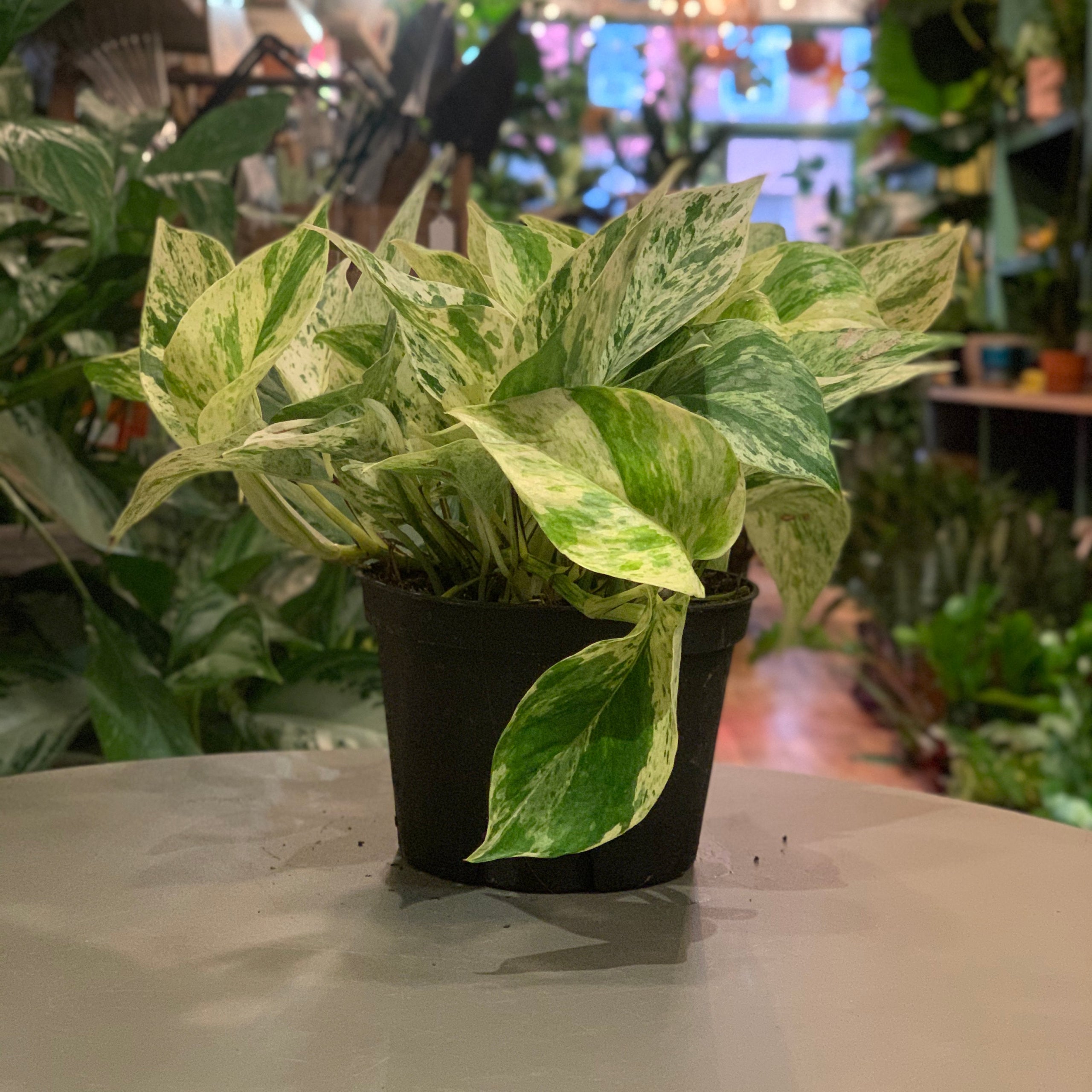 Epipremnum aureum Marble Queen - Pothos | Tend Greenpoint