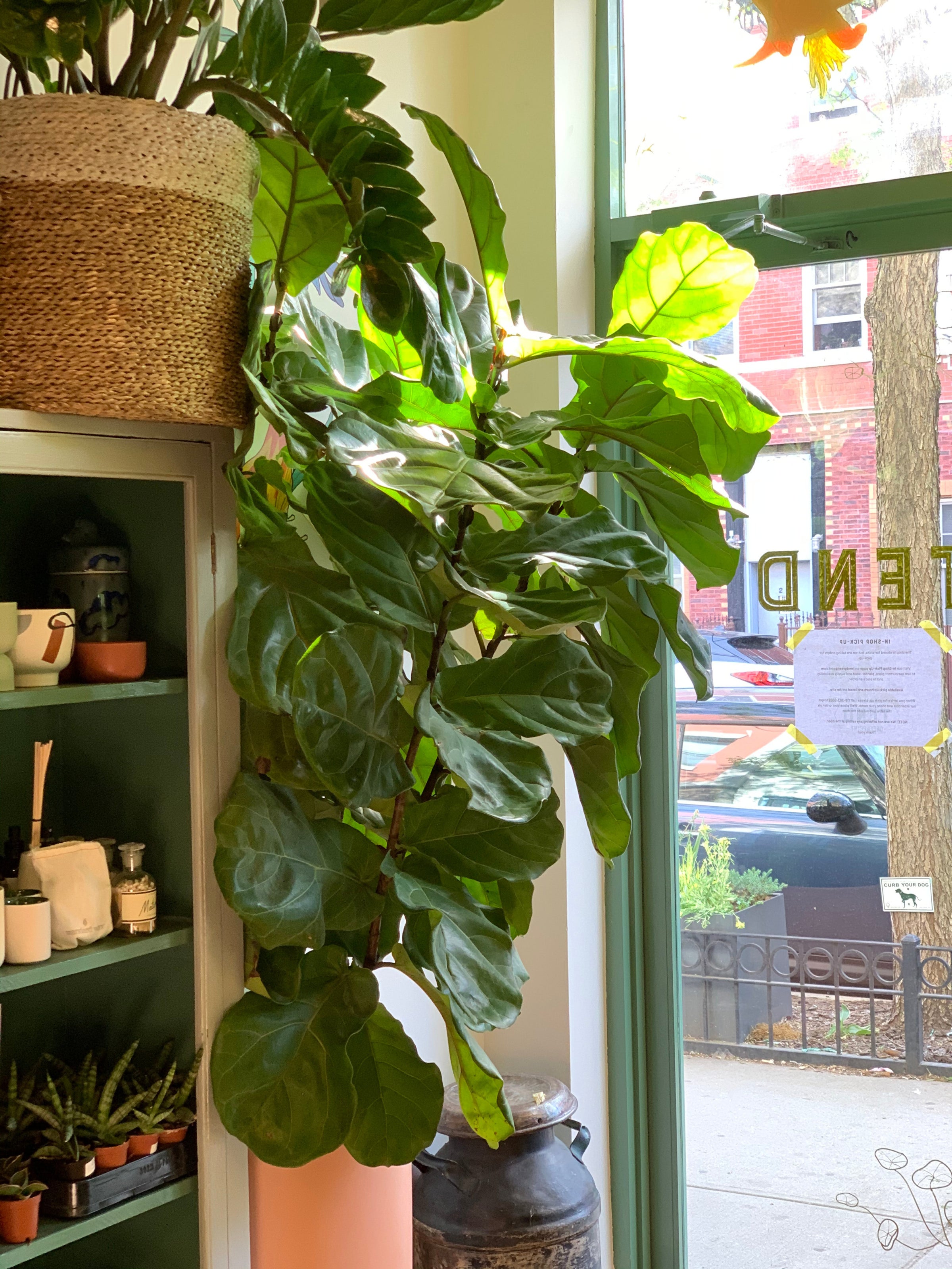 Ficus lyrata - Fiddle Leaf Fig | Tend Greenpoint