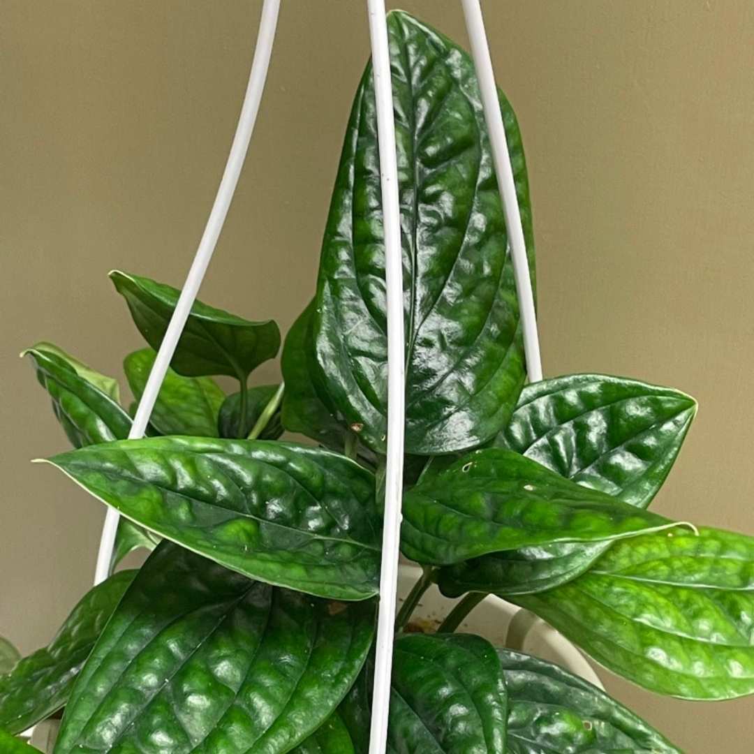 Philodendron opacum - Monstera Peru | Tend Greenpoint