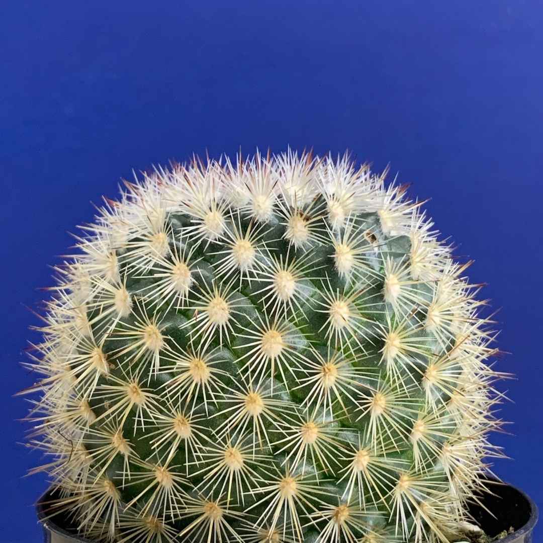 Cacti & Succulents | For Small-Space Apartments in NYC | Tend