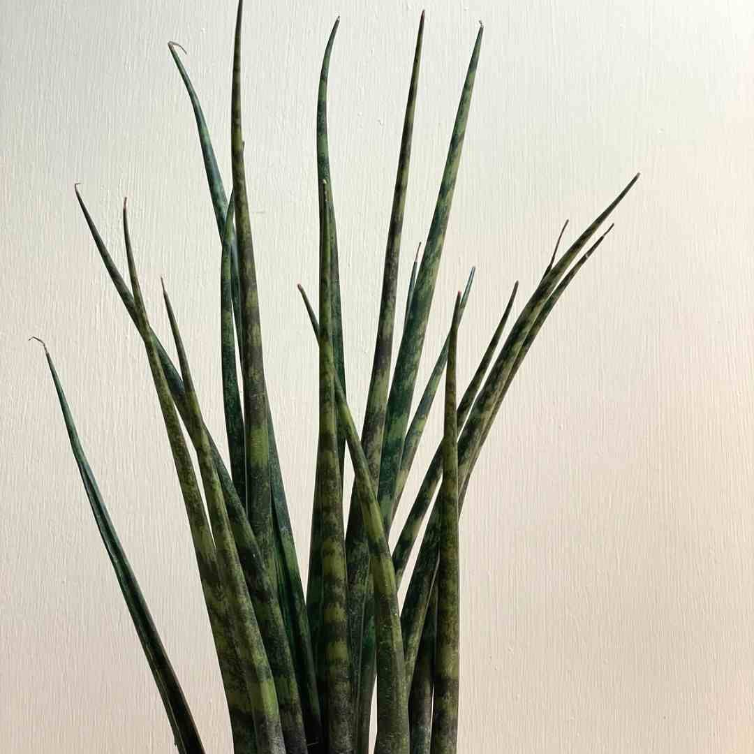 Sansevieria bacularis Mikado - Snake Plant