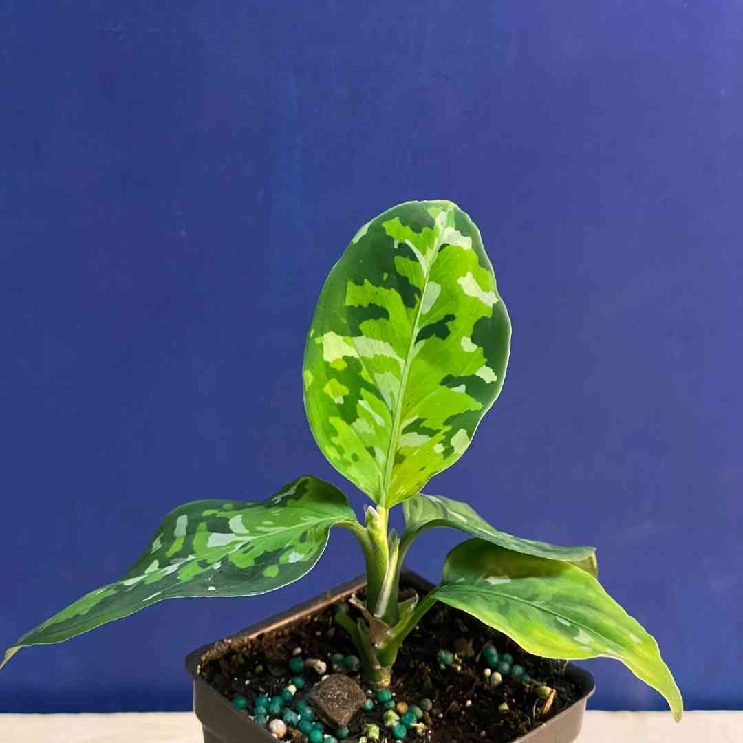 Aglaonema pictum Tricolor | Tend Greenpoint