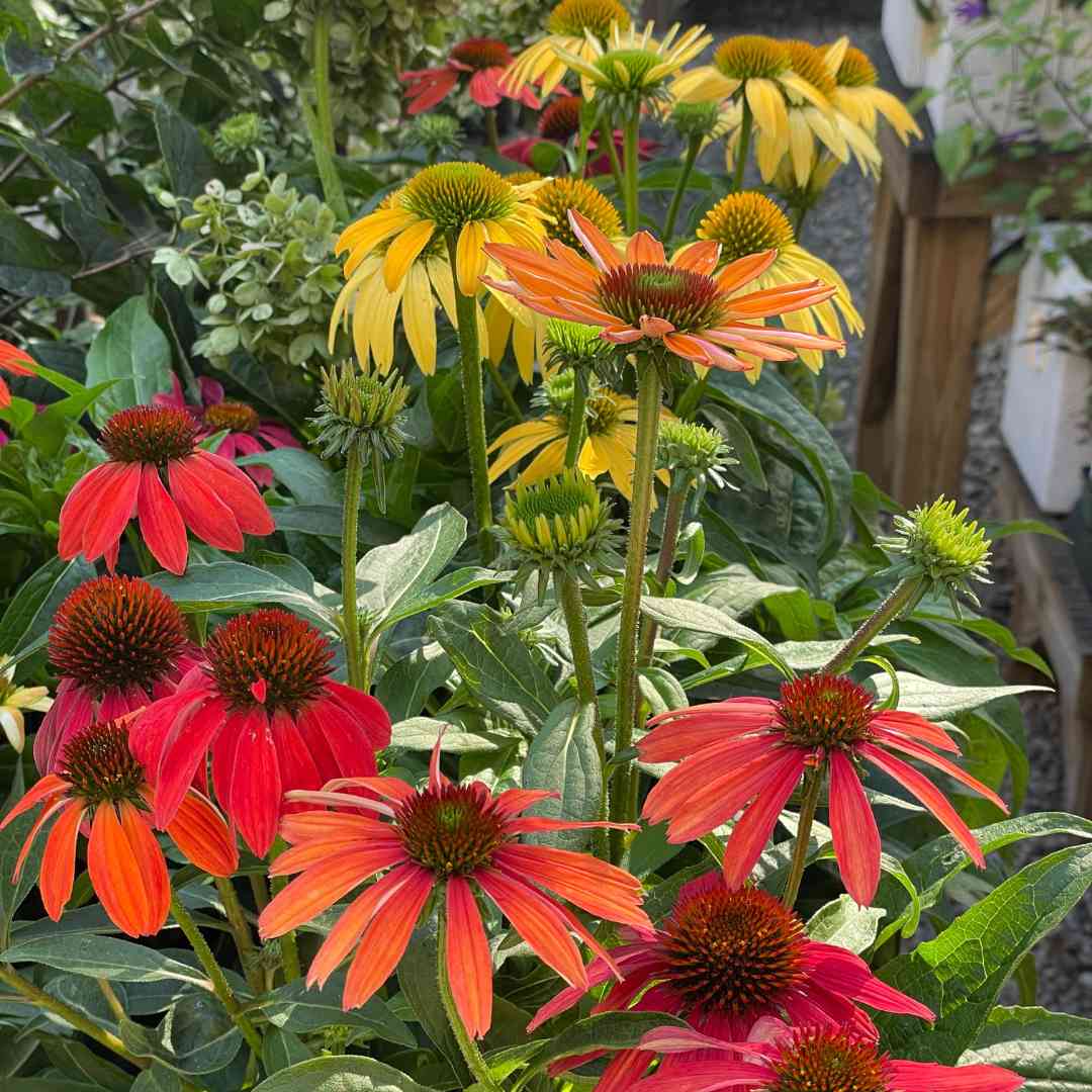 echinacea-cheyenne-spirit-coneflower-yellow-orange-tend-greenpoint