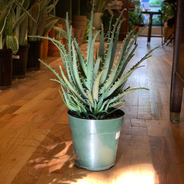 Cacti & Succulents | For Small-Space Apartments in NYC | Tend