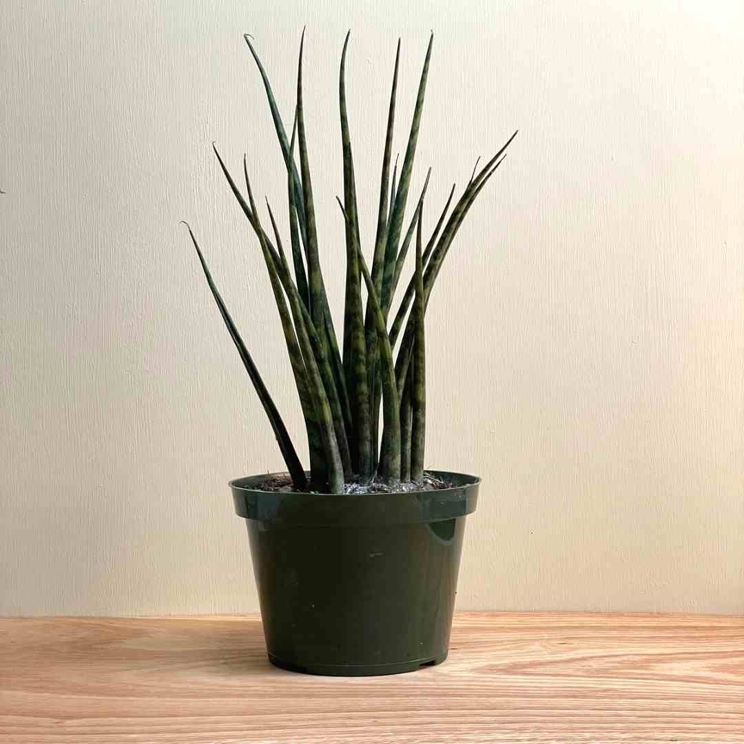 fertiliser for indoor plants Liquid Squid Fertilizer for Indoor Plants qt. – capcityhydro main image 0
