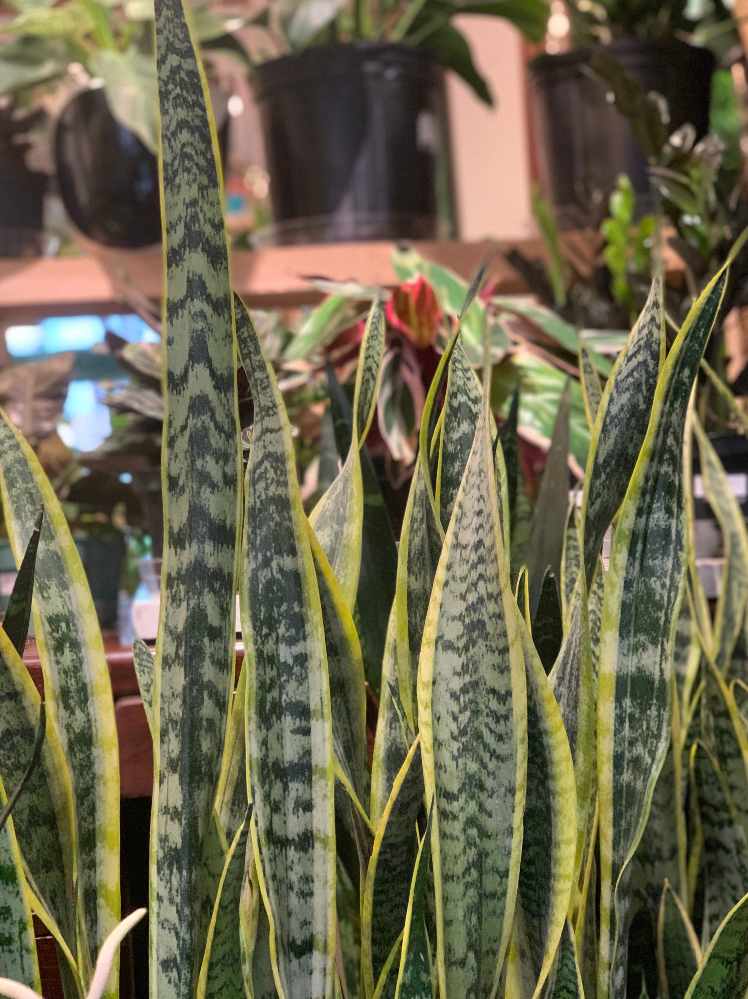Sansevieria trifasciata Laurentii - Snake Plant | Tend Greenpoint