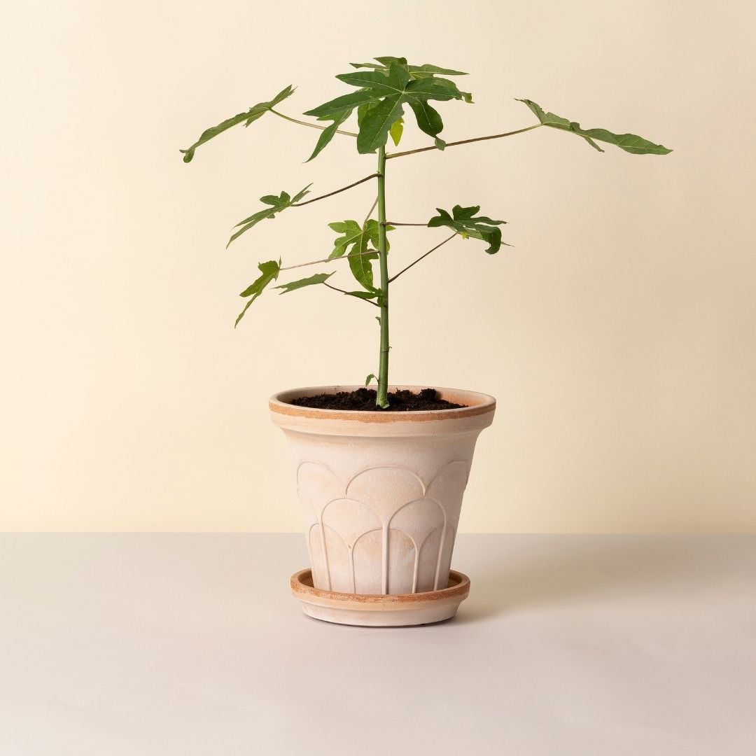 Bergs Potter at Greenpoint Plant Shop | Tend Greenpoint