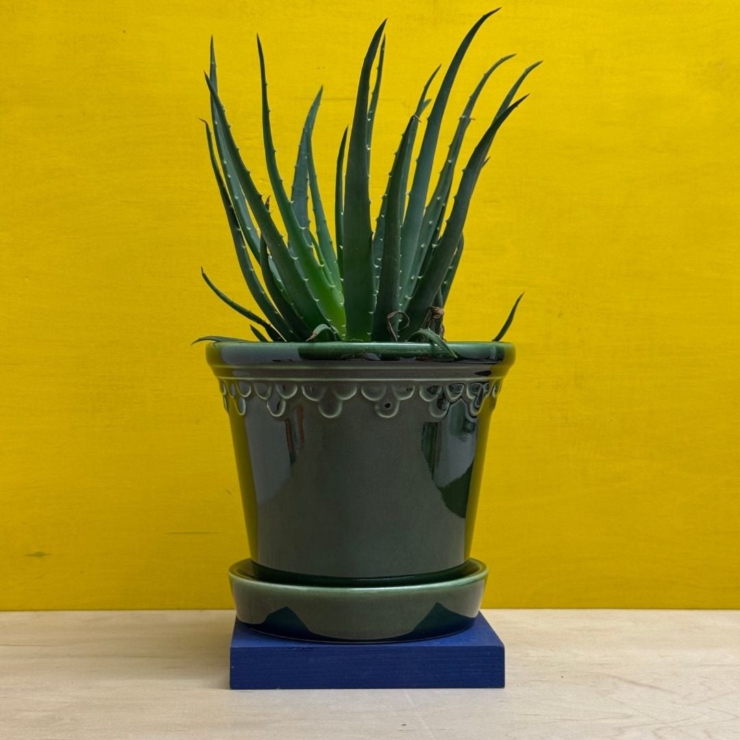 Bergs Potter at Greenpoint Plant Shop | Tend Greenpoint