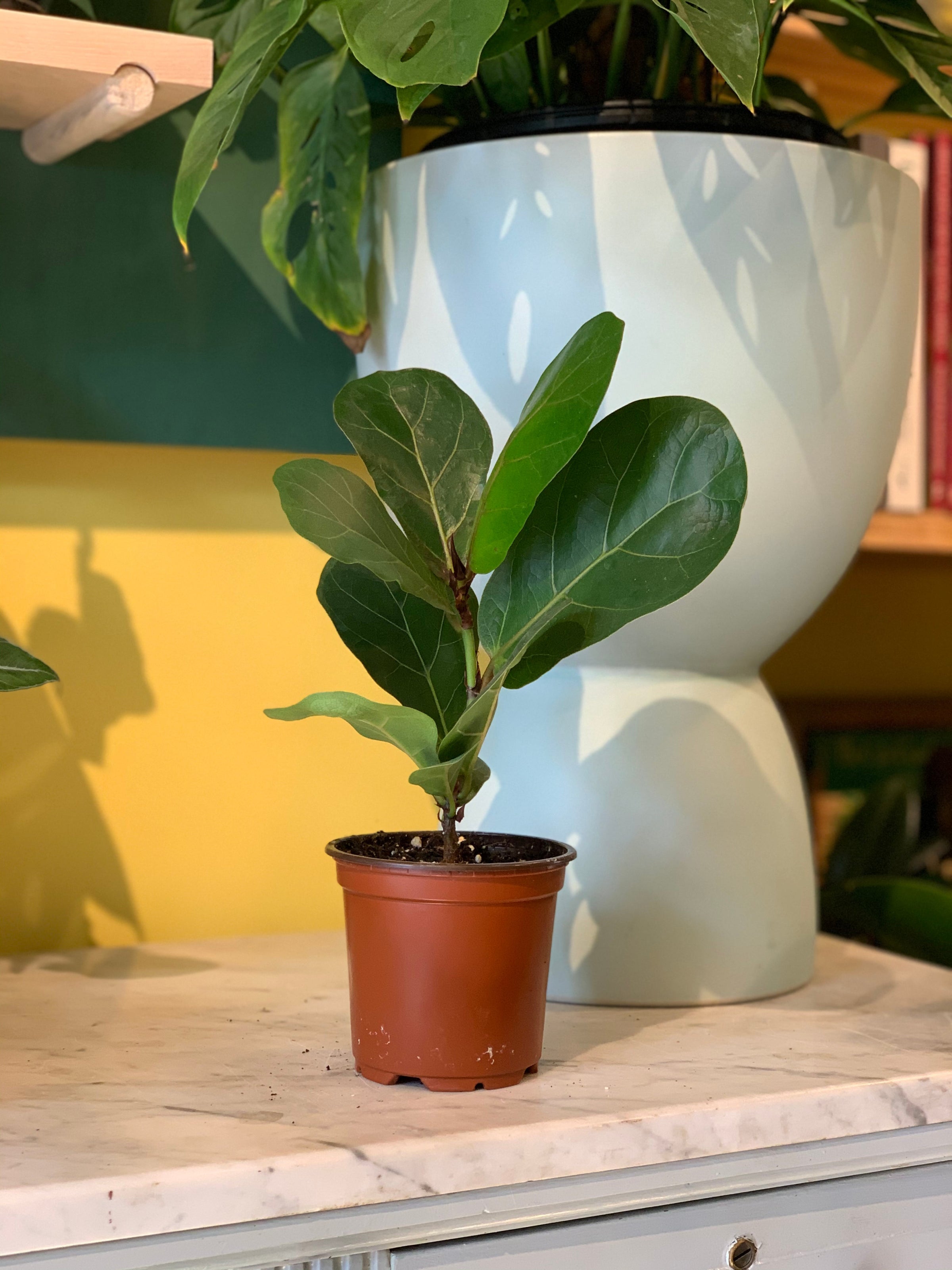 Ficus lyrata - Fiddle Leaf Fig | Tend Greenpoint