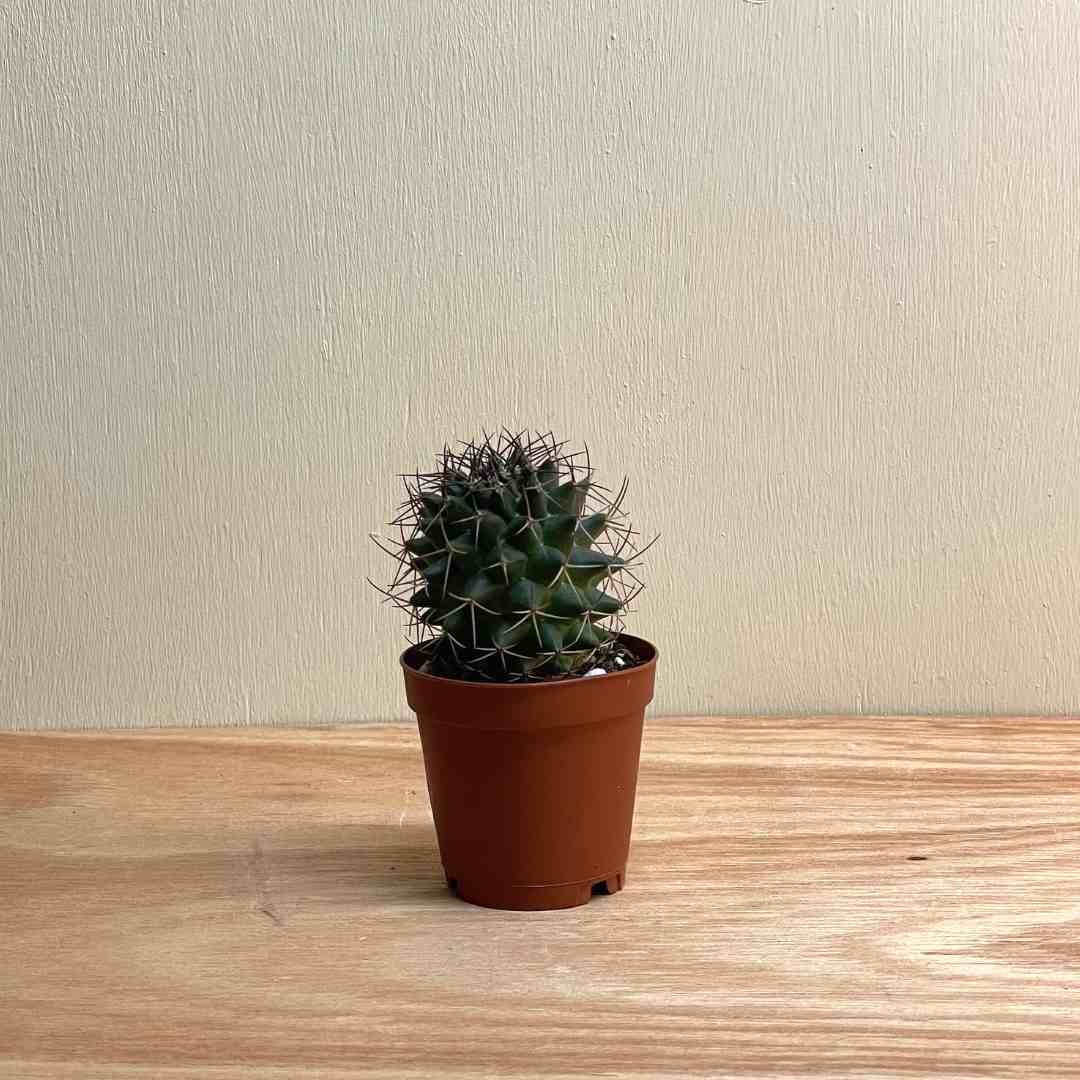 Mammillaria karwinskiana - Royal Cross Cactus