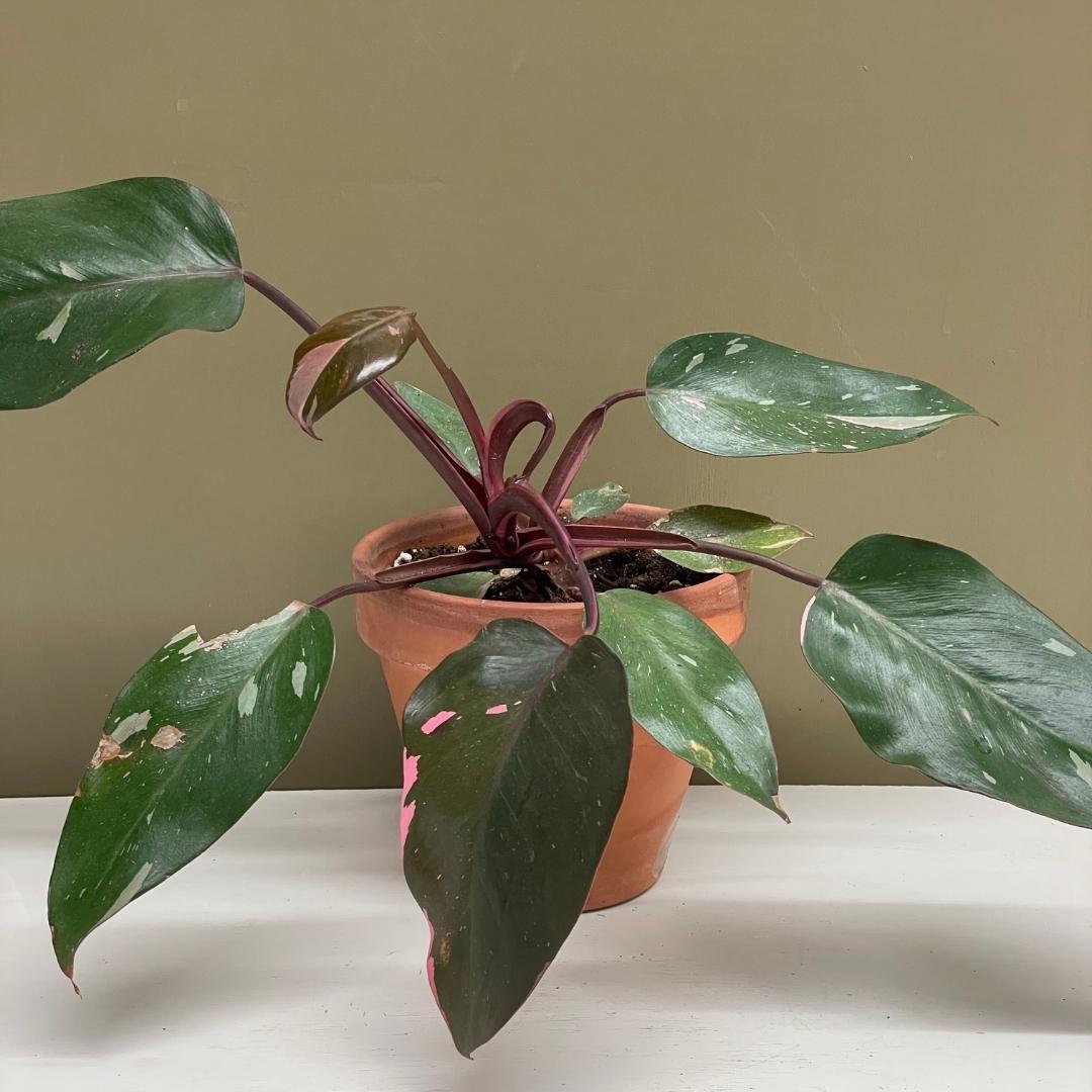 Philodendron Pink Princess | Tend Greenpoint