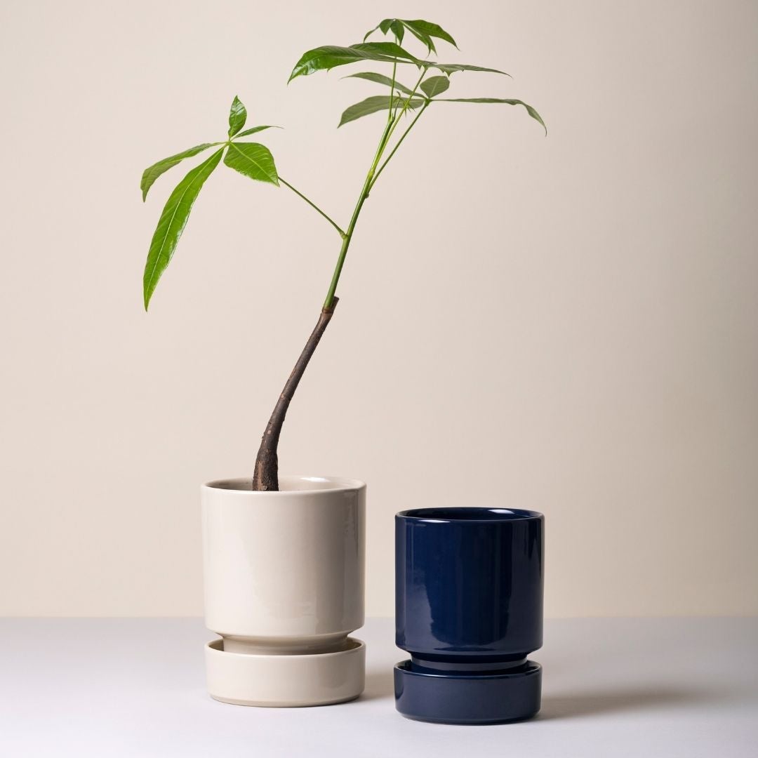 monstera plant stand Monstera (Monstera deliciosa) in Haku Self-Watering Pot