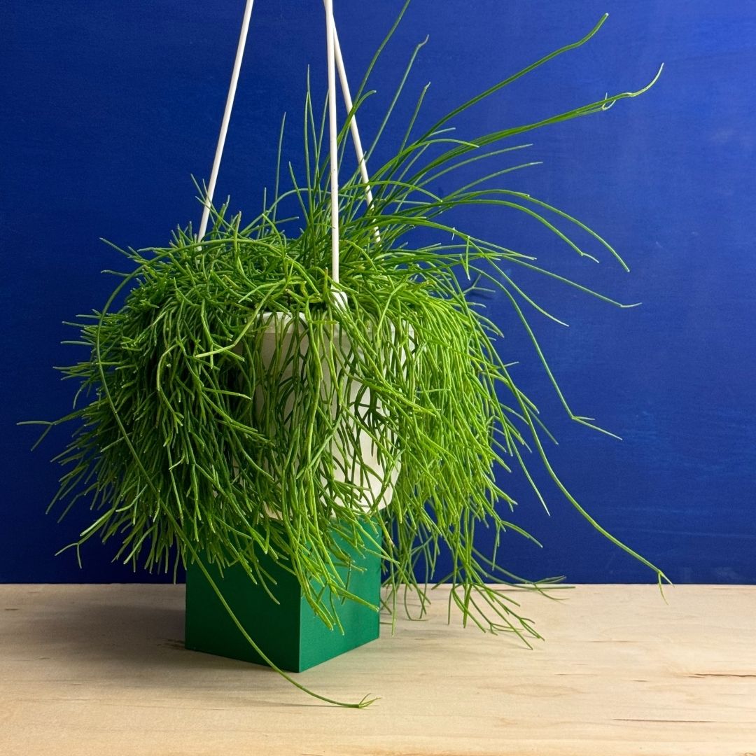 Rhipsalis burchellii