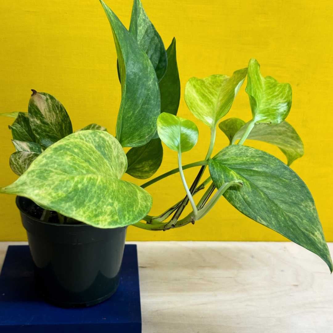 Tropical Houseplants for Small-Space Apartments in NYC | Tend