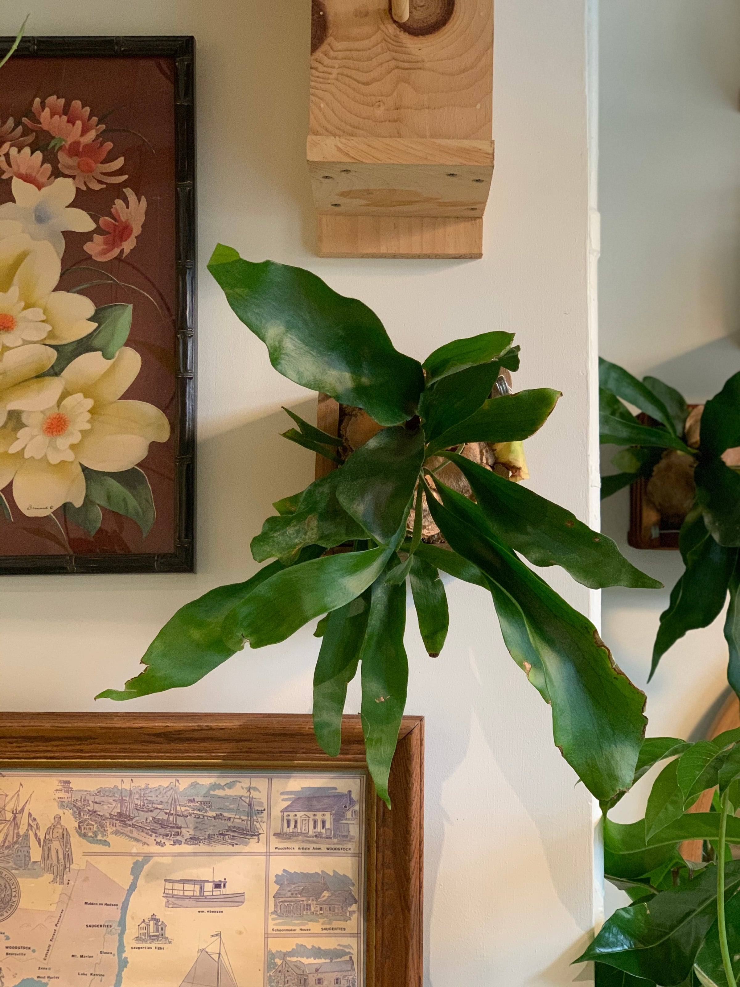 Staghorn Fern | Mounted Houseplant for Walls & Hanging | Tend Greenpoint