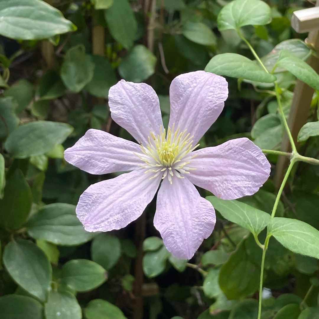 Clematis PinkRed Varieties Tend Greenpoint