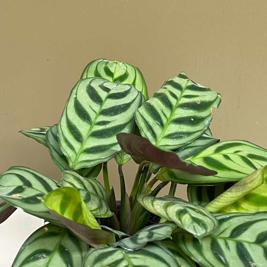 Ctenanthe Burle marxii Tend Greenpoint ctenanthe-burle-marxii-tend-greenpoint