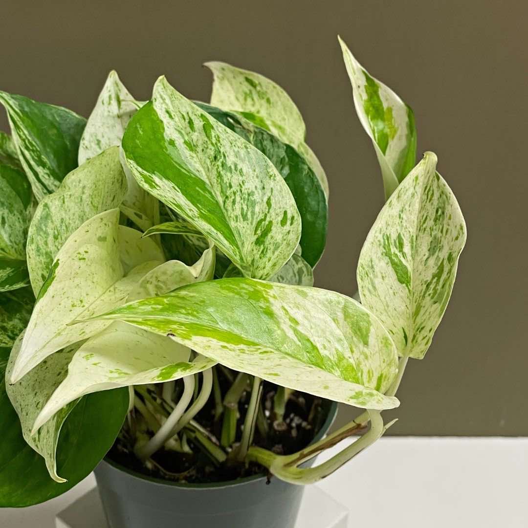 Snow Queen Pothos / Epipremnum aureum buy