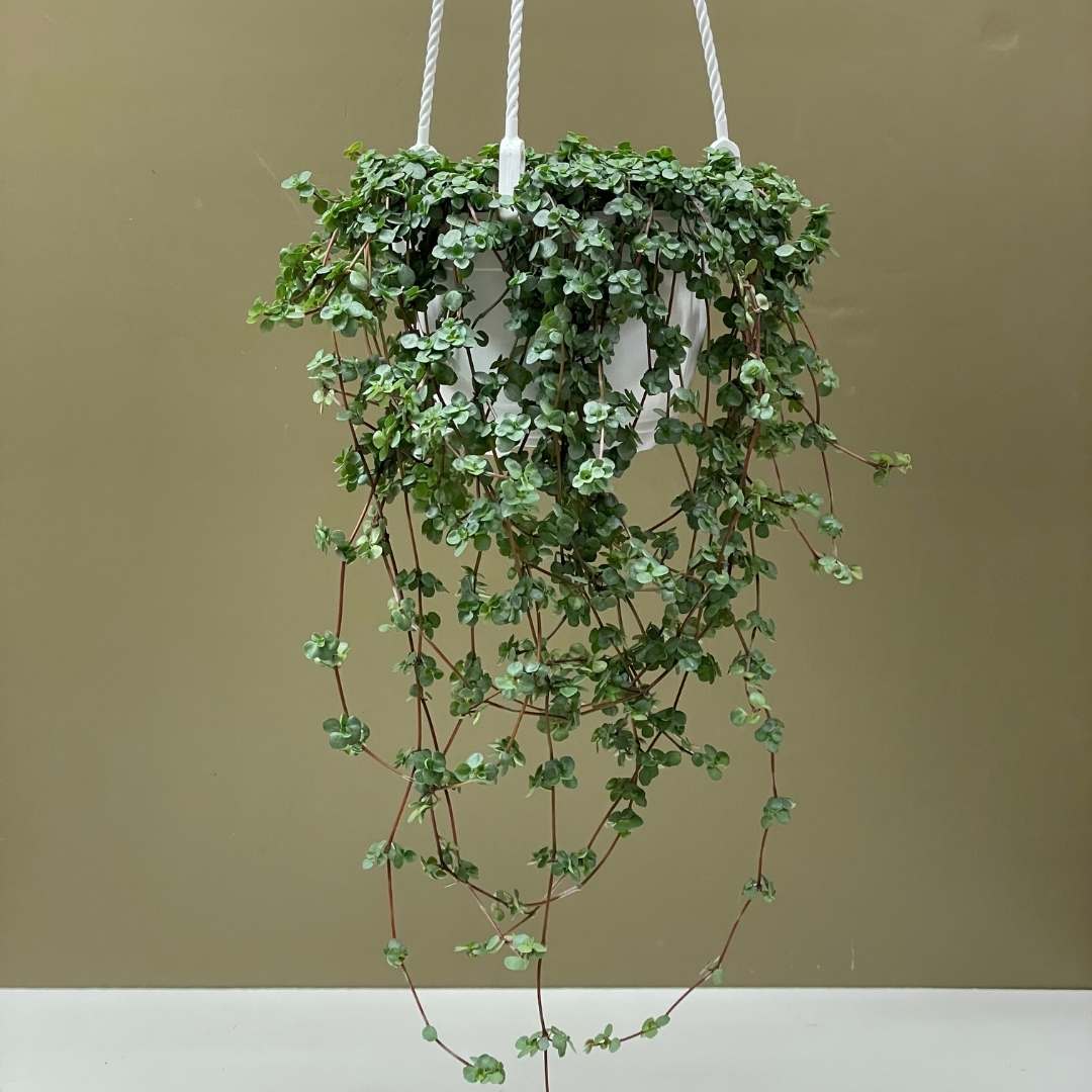 POWERS TO FLOWERS - Pianta Vera Pilea Peperomioides E Pilea Libanensis In Vaso 13 Cm, Tropicali Da Interno, Con Pianta Omaggio Inclusa