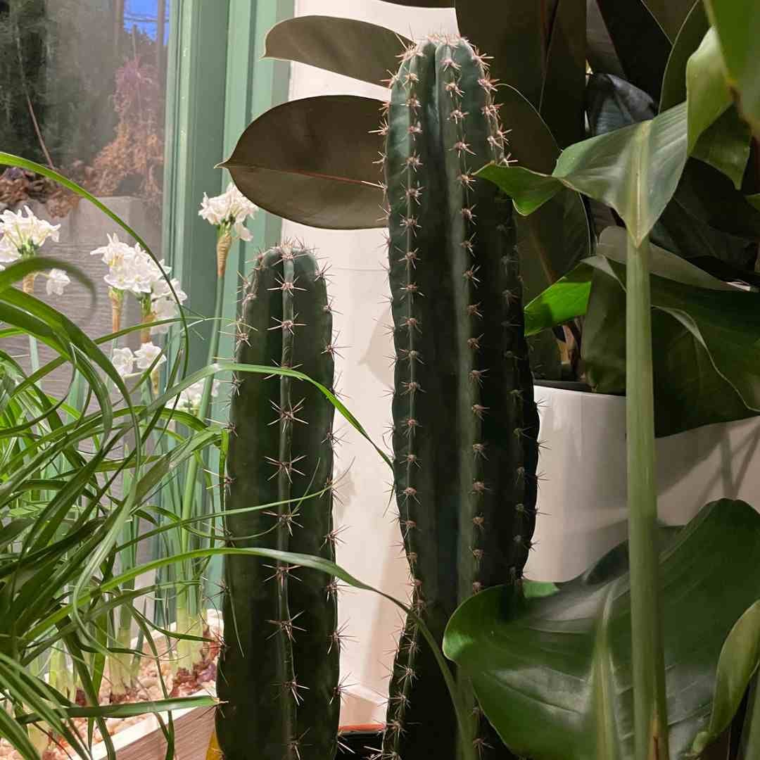 Cereus repandus Tend Greenpoint