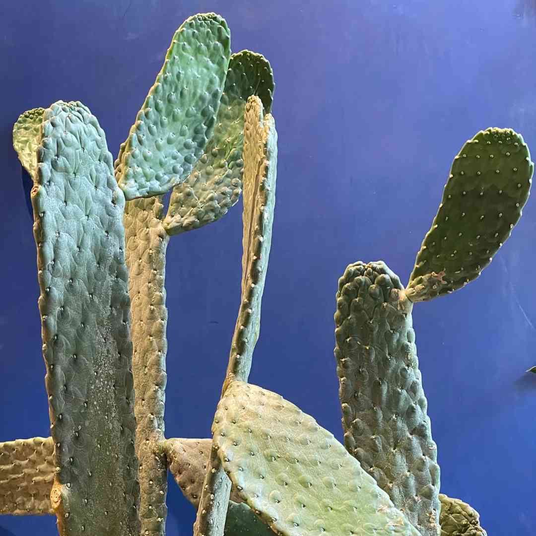 Opuntia romano cactus tend greenpoint