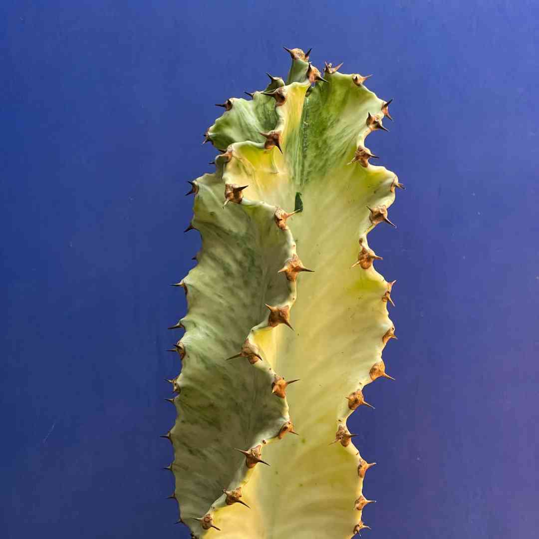 Euphorbia Ammak Variegata Tend Greenpoint euphorbia-ammak-variegata-tend-greenpoint