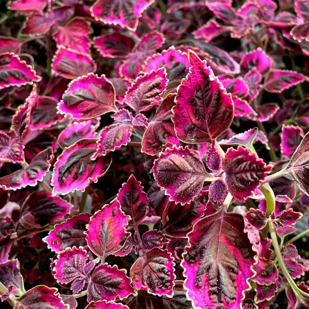 Coleus trailing varieties tend greenpoint