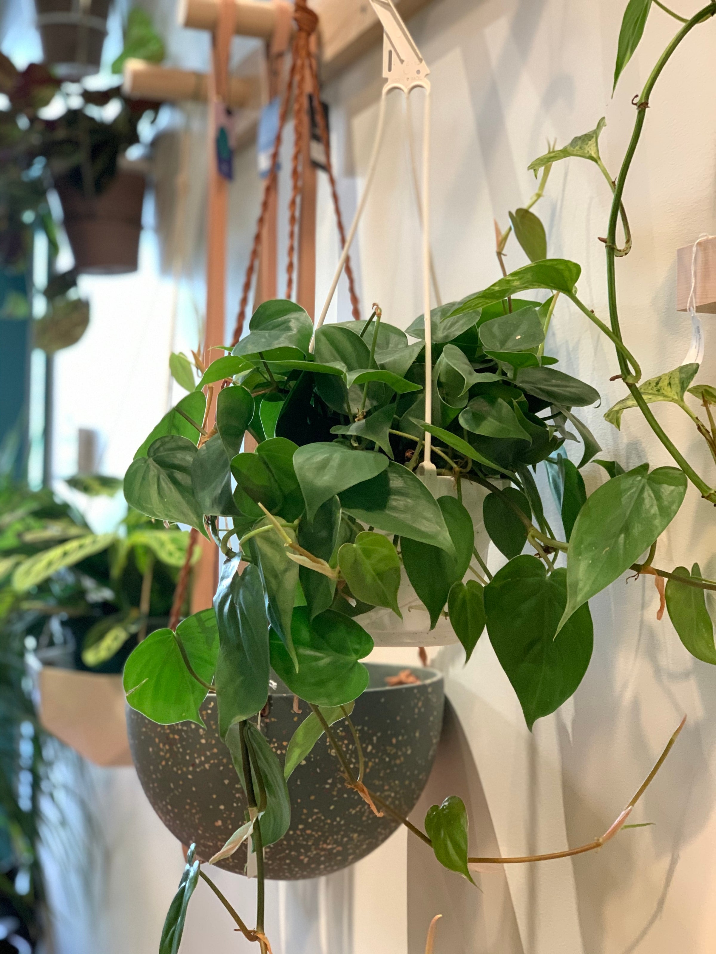 9+ Hanging Philodendron Plant Indoor Philodendron Hanging